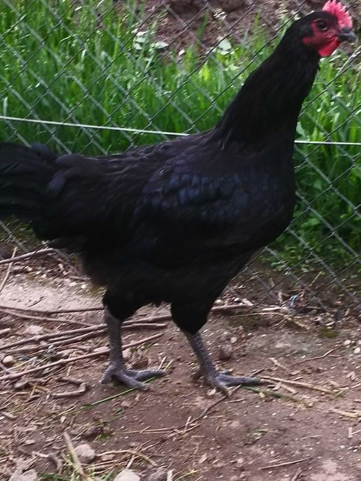 Cocoșii Australorp Negru, Albastru și alb.