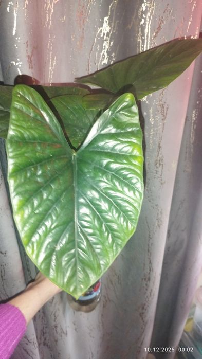 Продается Шикарная Алоказия Лукиван