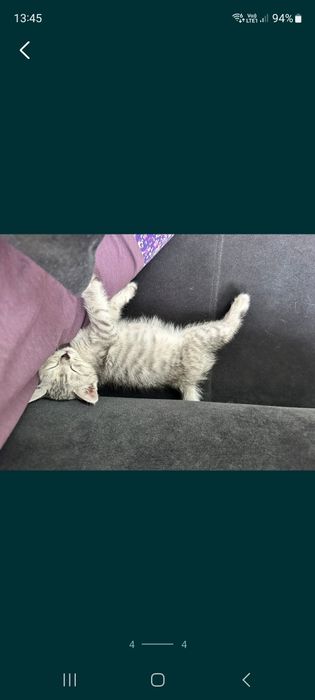 Отдам котёнка бесплатно девочка