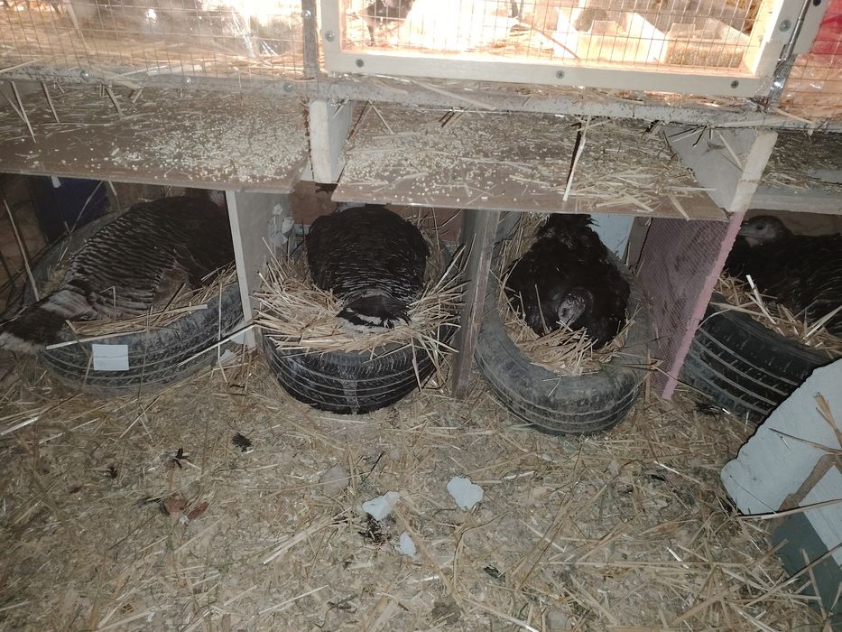 Kurk kurkala sotiladi 6 ta bor