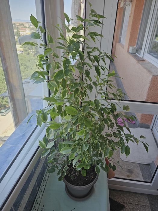Фикус Бенджамин "Вариегата"(шарен)