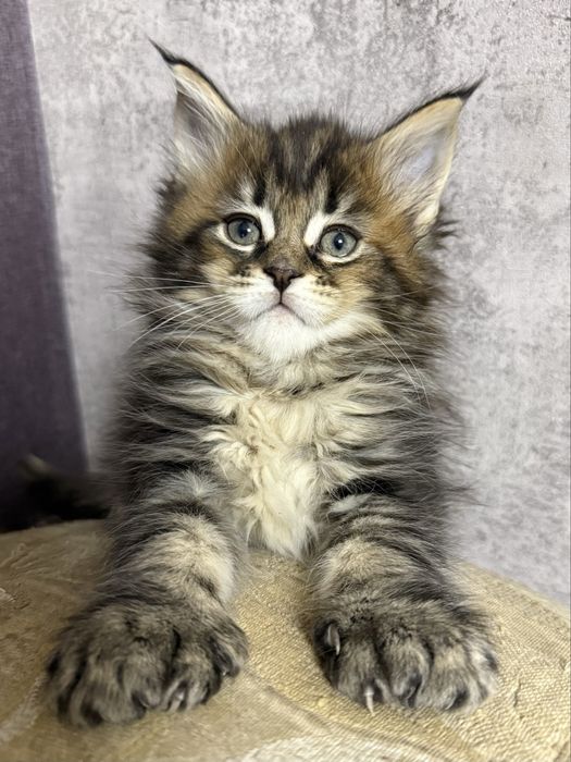 котята мейнкун из питомника