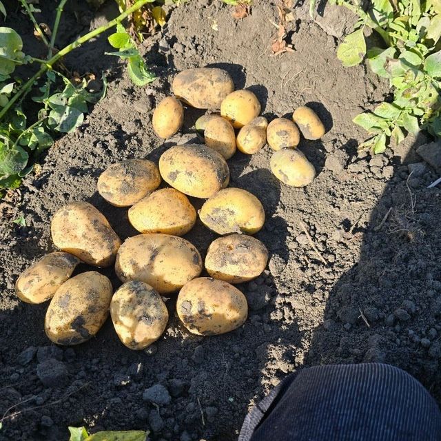 Elita kartoshka urug’ sotiladi