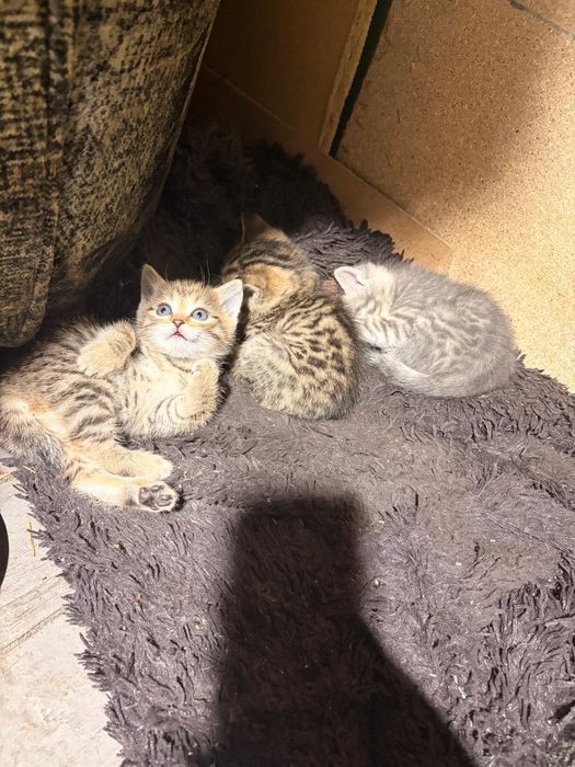 Отдам котят в добрые руки