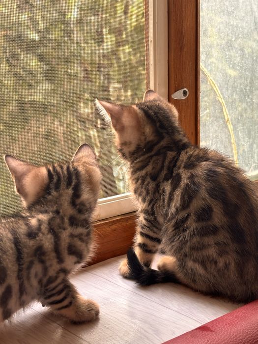 Бенгальские котята