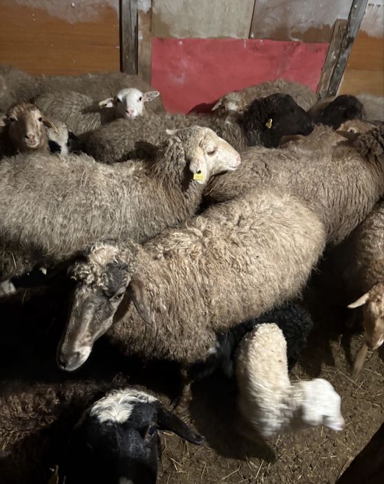 бараны қой кой сатылымда