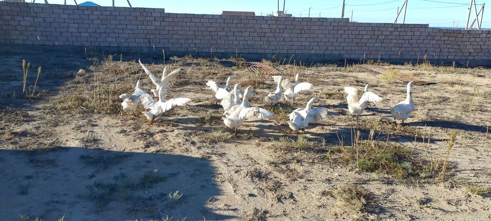 Продаю гусей 9 шт