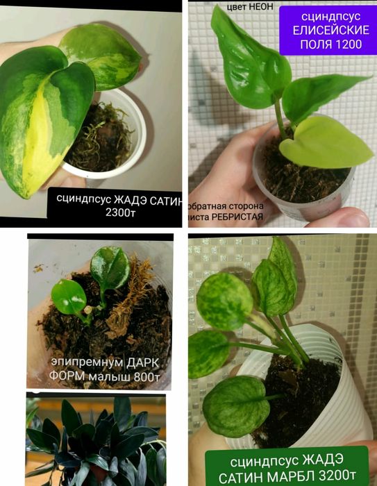 КОМНАТНЫЕ растения 1000т