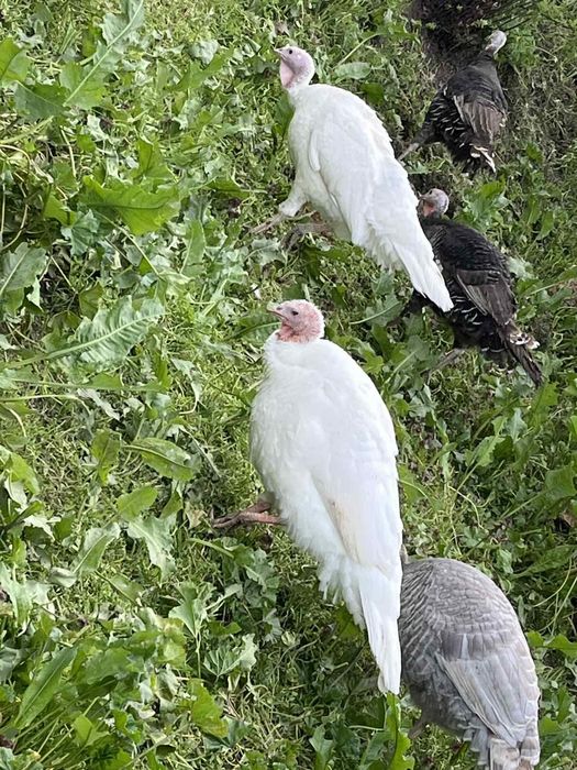Домашни пресни яйца - пуешки и кокоши