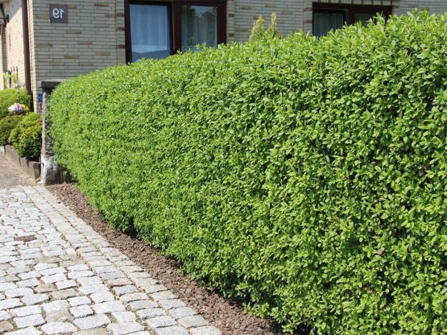 Lemn Cainesc, Ligustrum Vulgare Ovalifolium 50cm-1m+