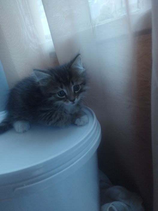 Отдам в добрые ручки.