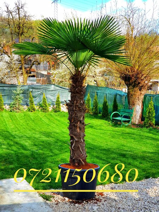 Palmier rezistent la - 20 grade C , Chamaerops, Humilis, Phoenix