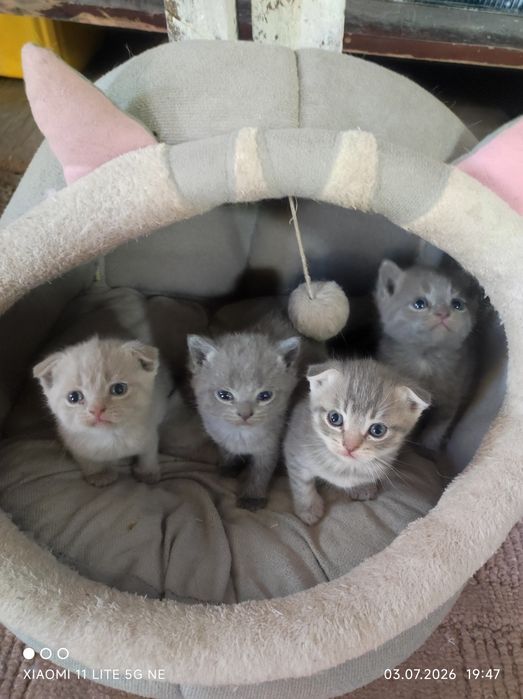 Отдам кошку,котят  добрые руки.