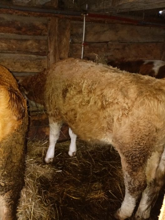 Vind vaca de 9 Ani și juninca