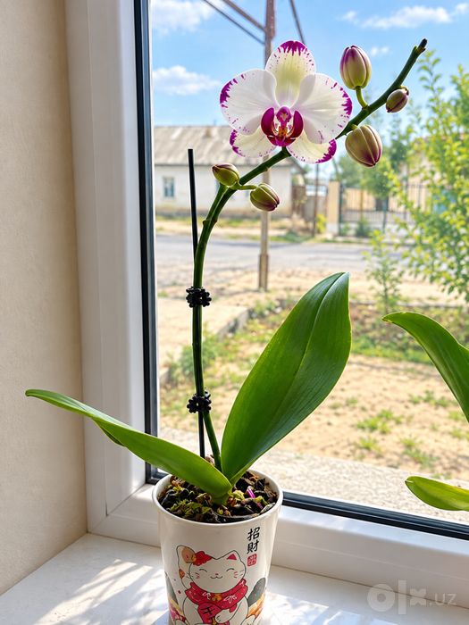 Orxideya (Phalaenopsis)