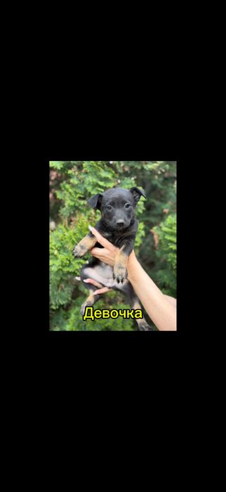 Щенки бесплатно в добрые руки