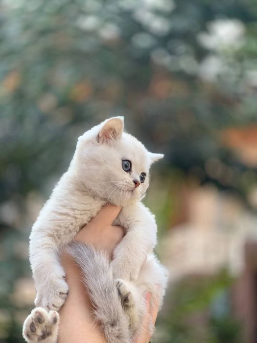 Assalomu alekum shinshilla mushugi tozza parodasi