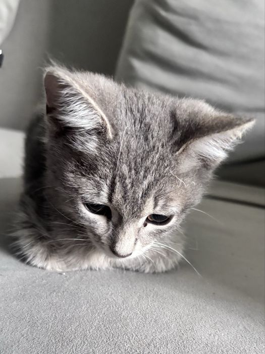 Котёнок девочка ищет любящую семью!