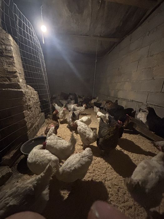 Продам курей  куры