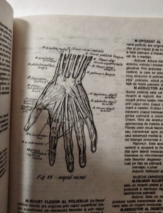 Carte medicina: Anatomia Omului (nr.2: Membrele )