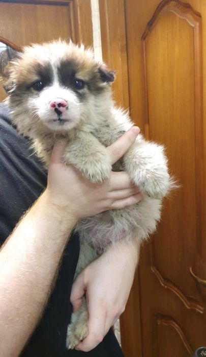 отдам щенков в хорошие руки