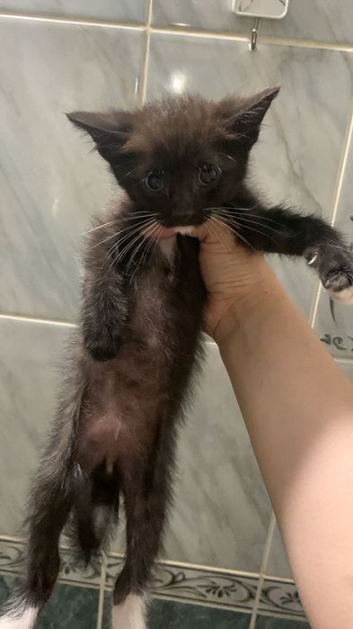 Котята маленькие