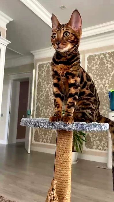 БЕНГАЛЫ..! Домашние мини-леопарды