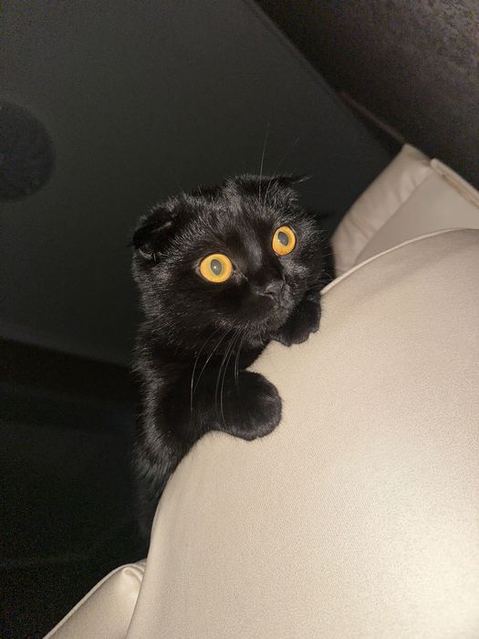 Пропала вислоухая черная кошка