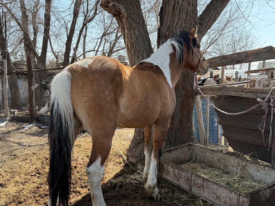 Айгыр жеребец лошпдь конь