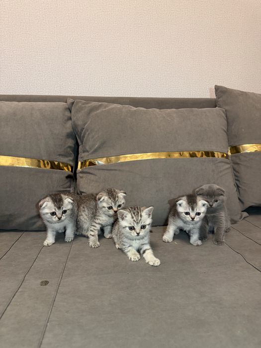 Продаются котята Скотиш Фолд