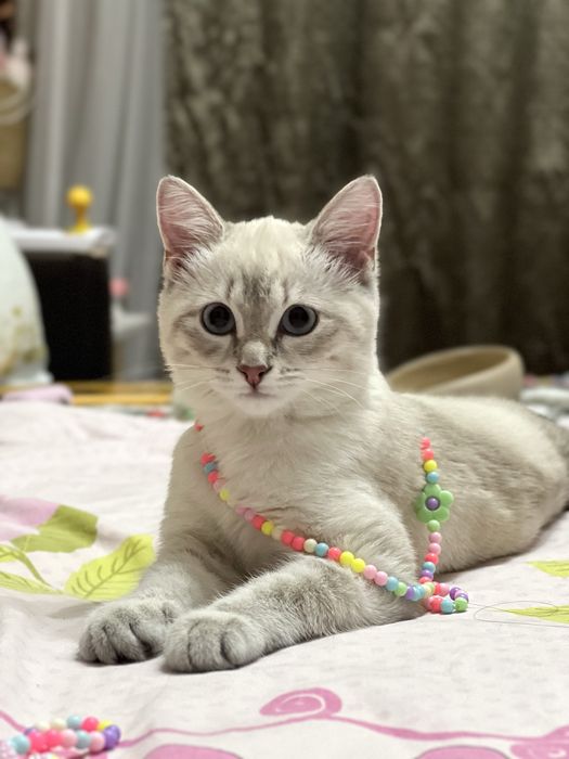Отдам котёнка в добрые руки