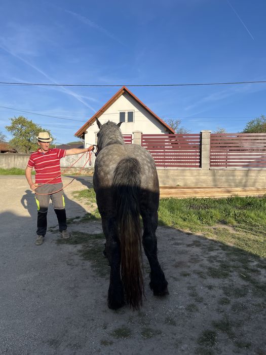 Vand Armasar de 3 ani