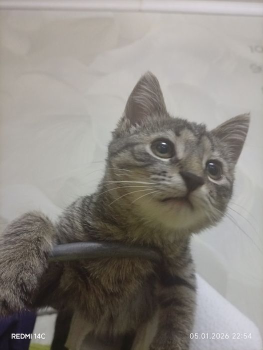 Котенок маленький