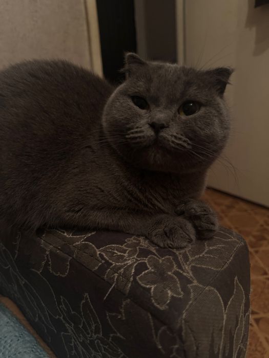 Отдам в добрые руки кошку.