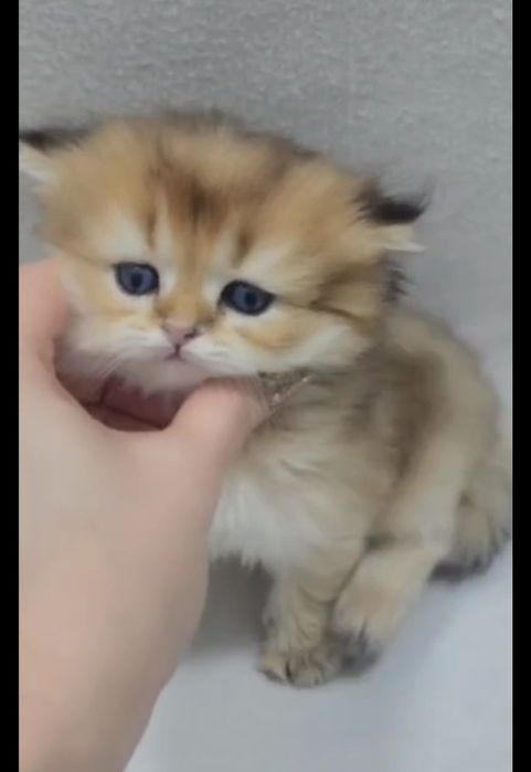 Хайленд страйт золотая шиншила мальчик 
Мальчик скоттиш страйт.
Окр