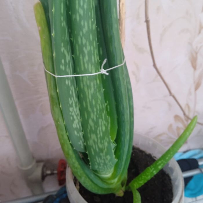 Продается Алоэ вера