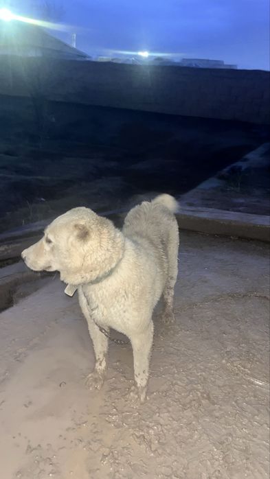 Ит    сатылады.