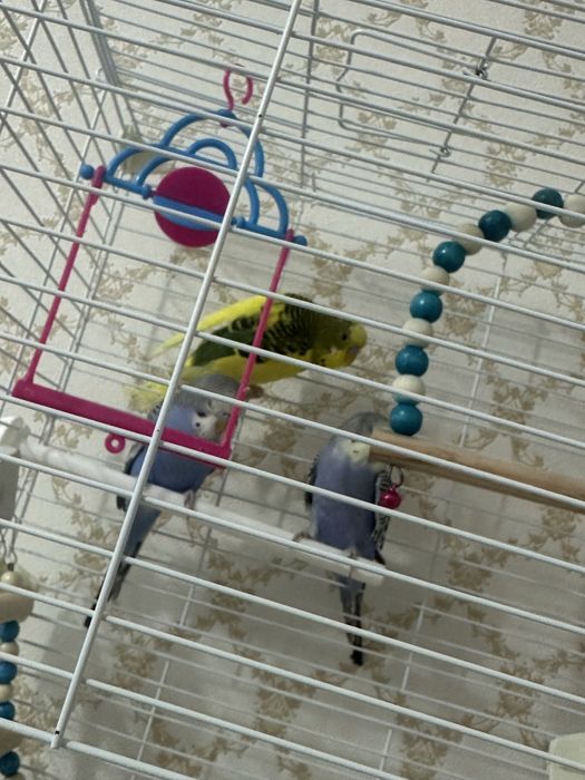 продам волнистых попугаев 3 мальчика