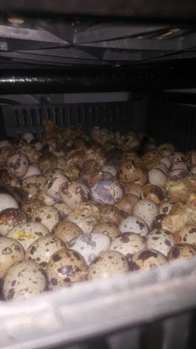 Инубаторы на заказ