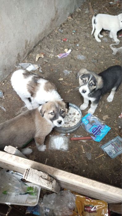 Kuchuk sotiladi srochna продается собаки срочно