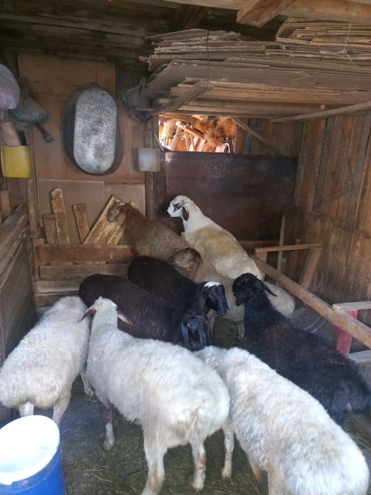 Кошкары жирные 7 шт