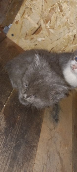 Отдам котят в хорошие руки