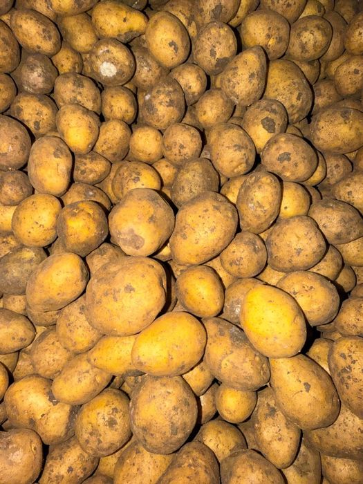 Картошка оптом от 20 тонн