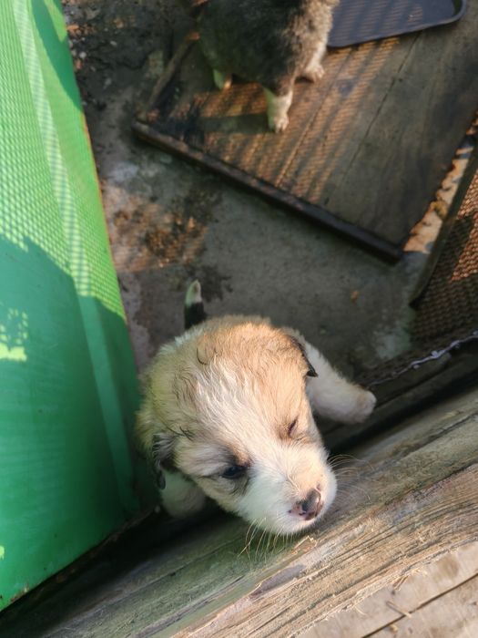 Donez Cățeluș pui