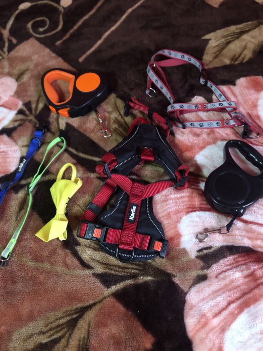 Accesorii catei talie mica