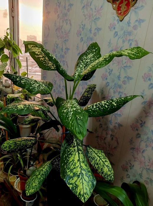 Диффенбахия для дома и офиса