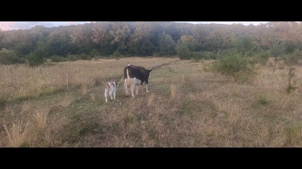 Vând vițel, 2 săptămâni