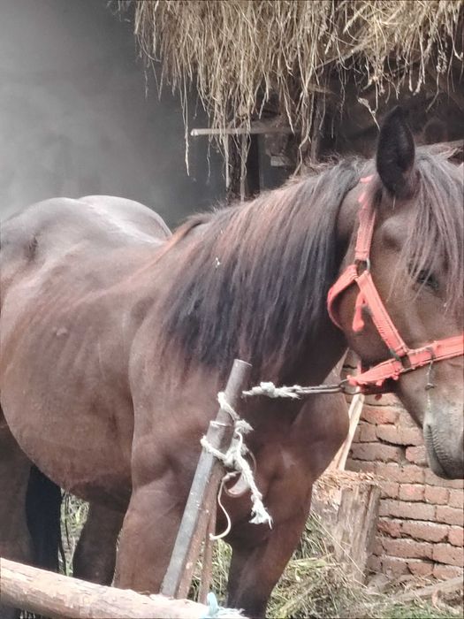 Vând o mânză și un manz