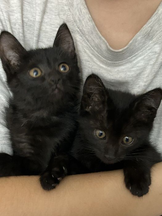 Отдам котят в лобрые руки