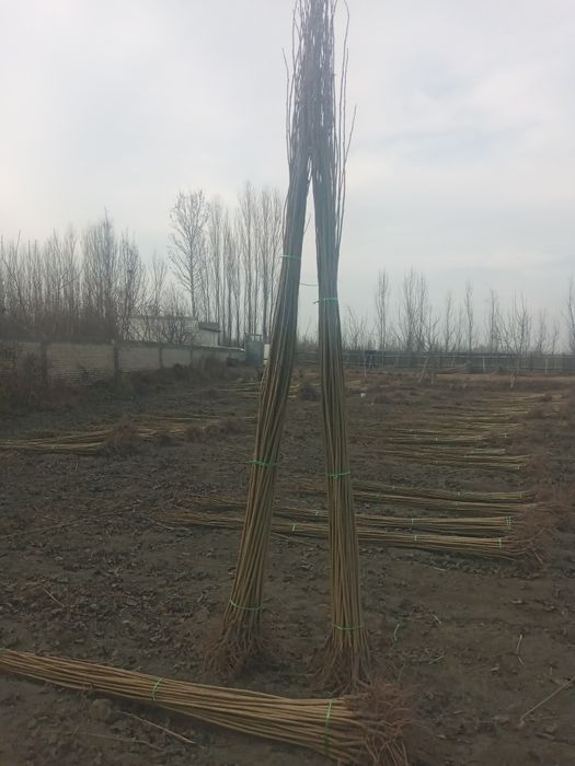 Õzbekiston terak kõchatlar